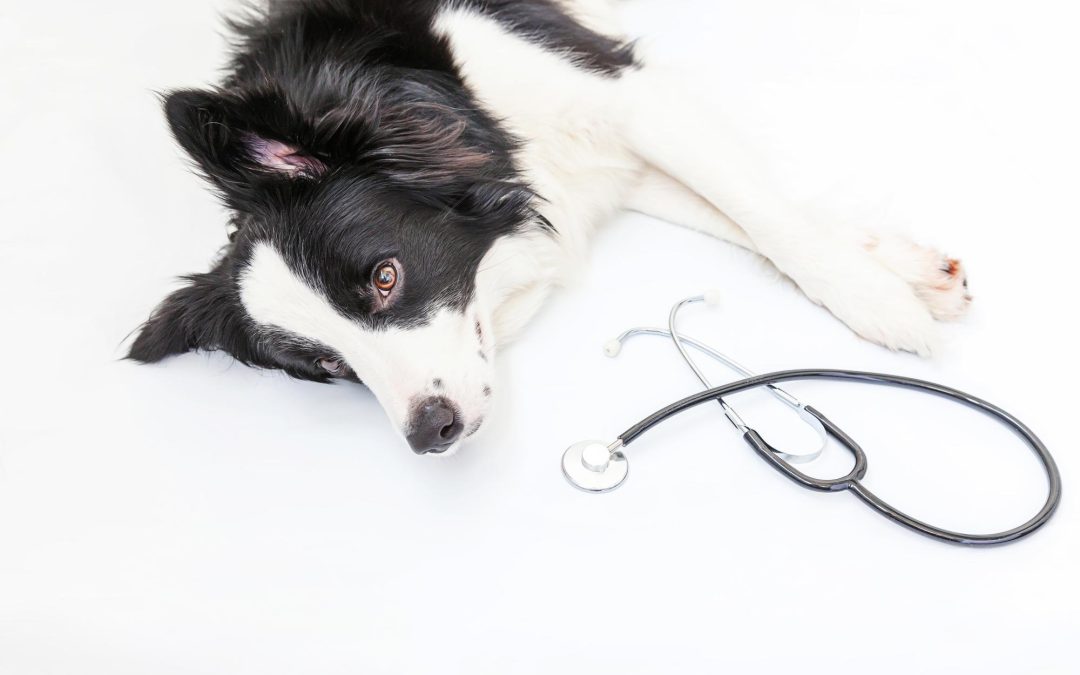 What It Actually Takes to Care for a Dog After Surgery
