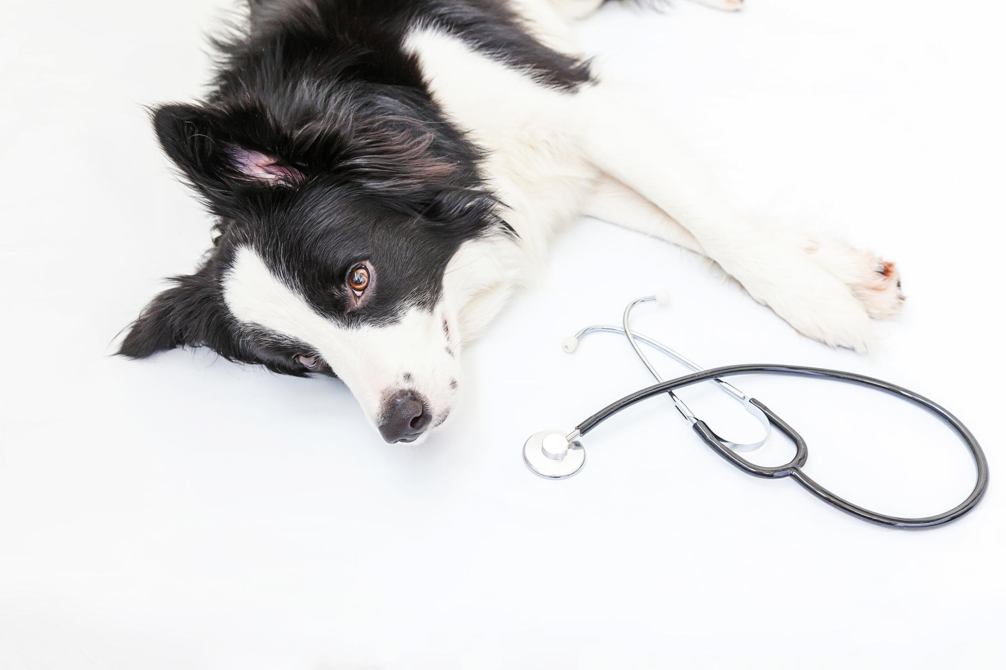 Your dog's appetite will typically return within 12 to 24 hours after surgery.