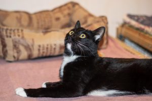 Bombay cats are known for being very muscular and for having a lot of strength and energy that keep them active.