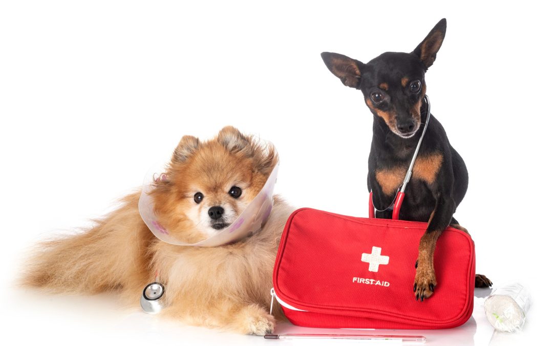 Pet First Aid Month: Be Ready When It Matters