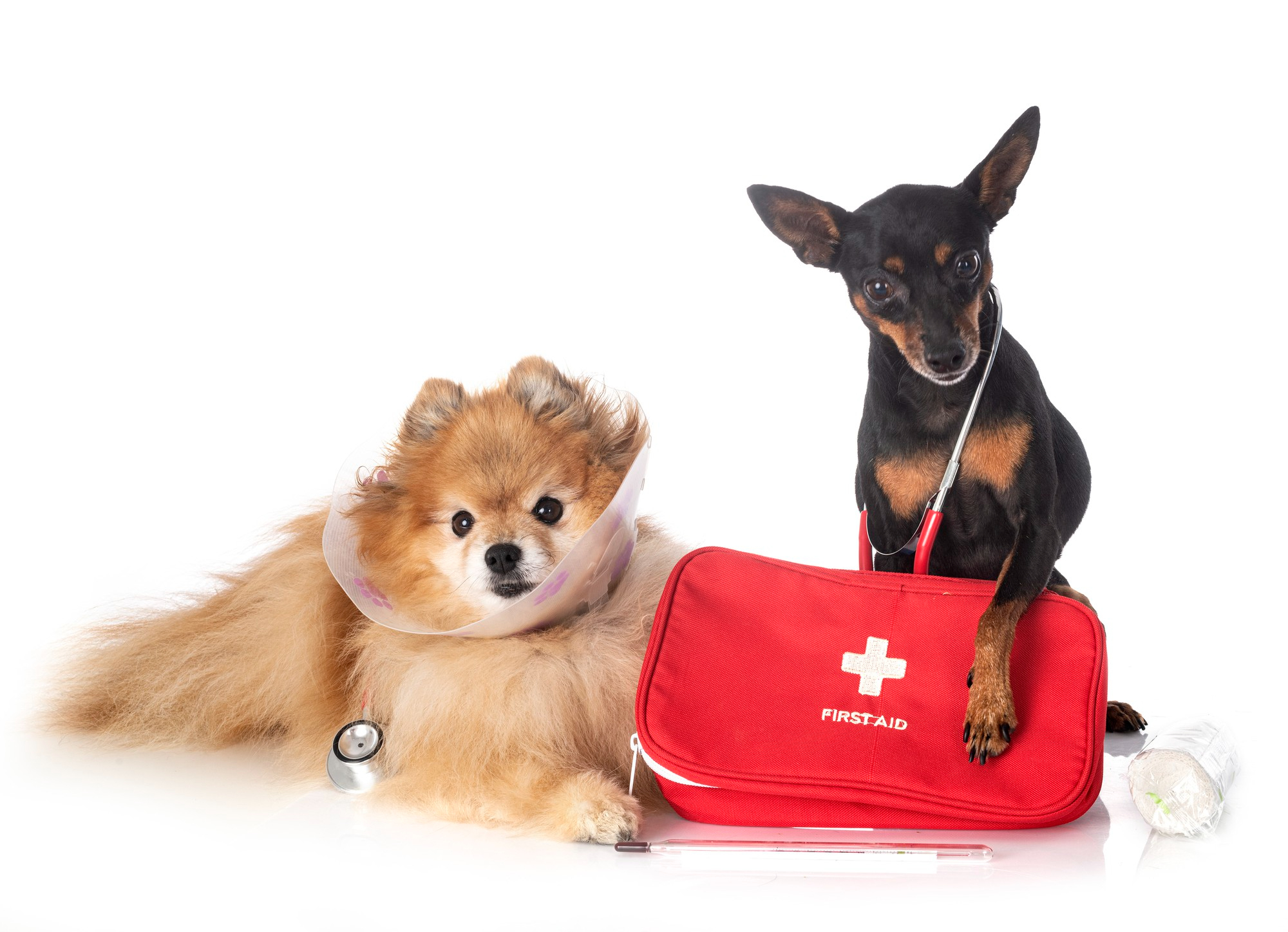 Miniature pinscher and spitz in front of white background April is National Pet First Aid Awareness Month