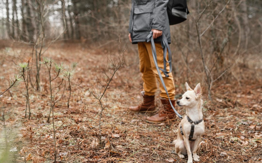 Prevent Lyme Disease in Dogs: What Every Owner Should Know