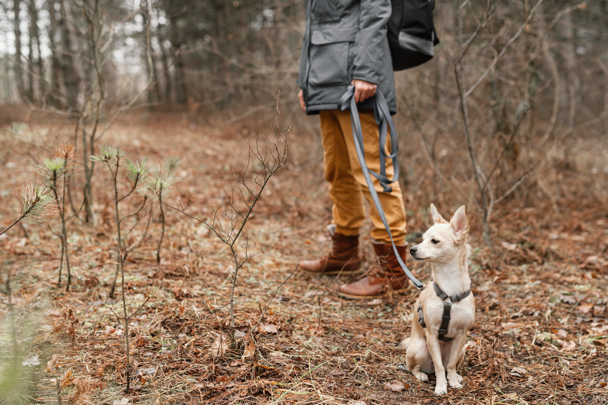 Close up hand holding dog leash Dogs who hike, trail-run, or spend time in wooded areas, tall grass, and shrubby vegetation are most at risk of being bit by a tick