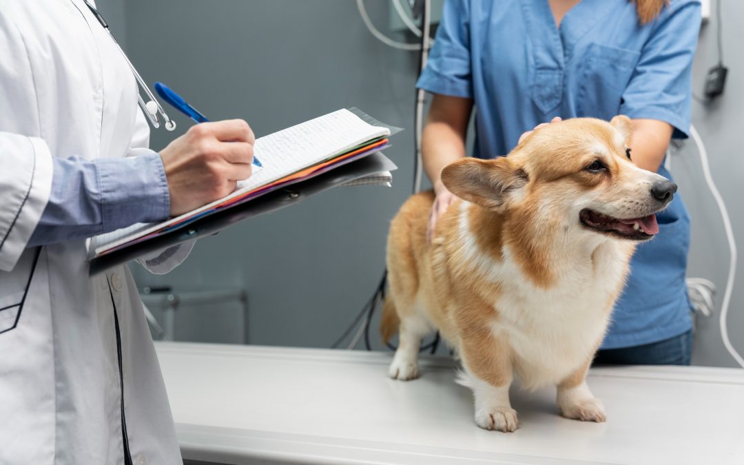 Cancer Treatment for Older Dogs: How Pet Parents Think Through the Trade-Offs