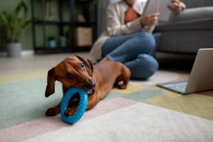 Mental stimulation in dogs is as important as physical exercise.
