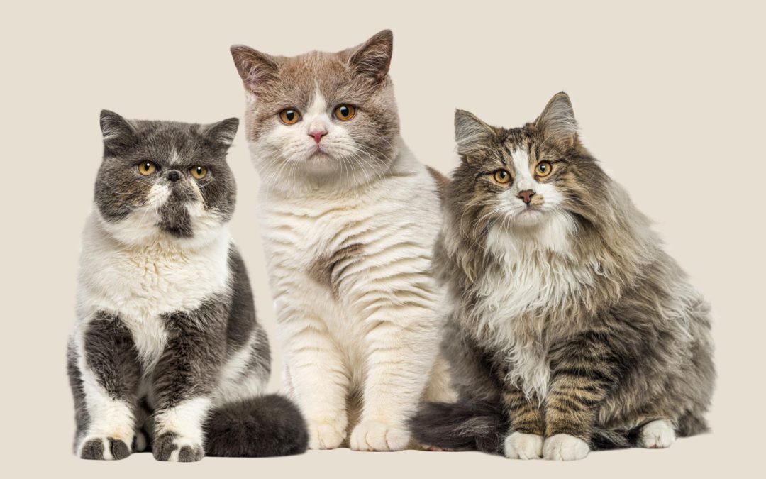 Maine Coon: One of the Healthiest Cat Breeds
