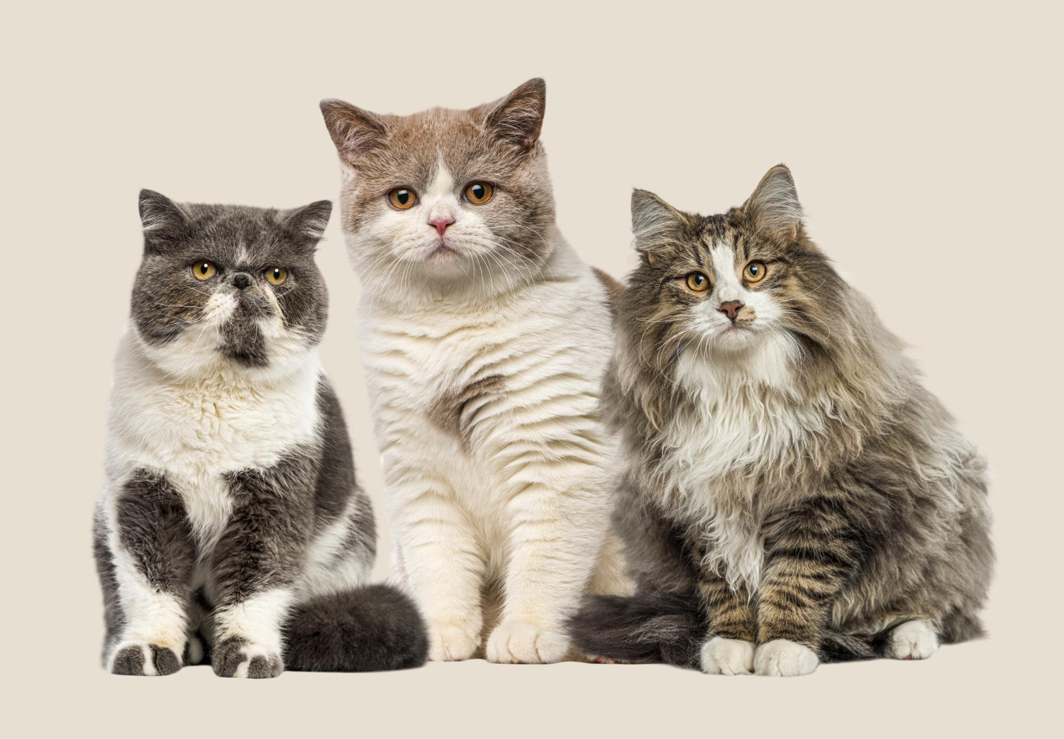 When getting a cat, be prepared for endless happiness and companionship.