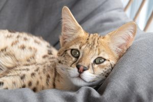 Savannah cats have coats that are brown, black, or silver with distinctive spotted or marbled patterns.