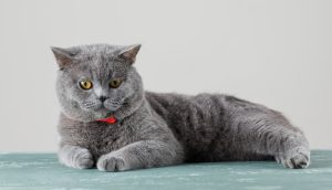 Russian Blues have a life expectancy of over 13 years of age.