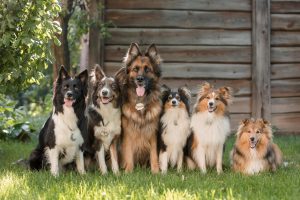 The size of the dog and breed creates different orthopedic, cardiac, and anesthetic realities