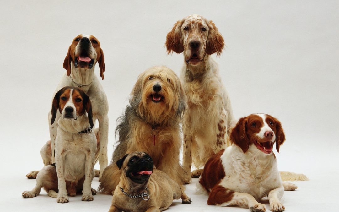 Breed, Size, and Age: Why Health Decisions Aren’t One-Size-Fits-All