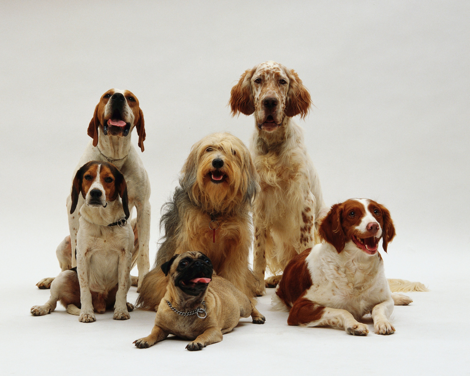 Large and small dogs face different health risks