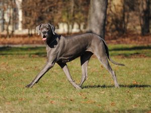 Large dogs have higher metabolic rates, faster cell turnover, and earlier onset of age-related diseases
