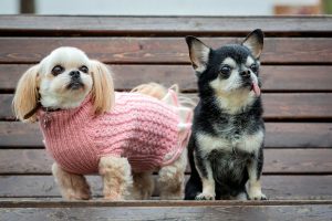 Small dogs (under 20 pounds) typically live 12-16 years, sometimes longer.