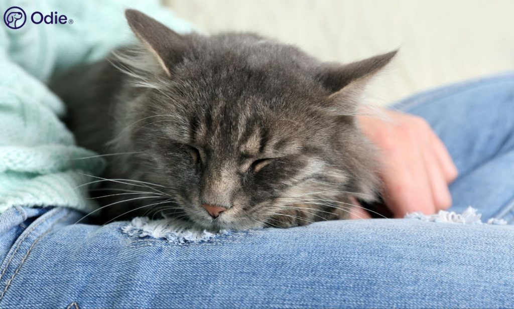 Longhaired grey cat resting soundly on its owner's lap, illustrating feline comfort and care.