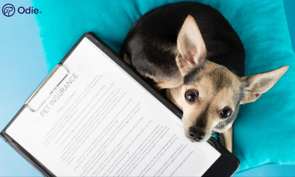 Small black and tan Chihuahua lying beside a pet insurance policy document on a bright teal pillow.