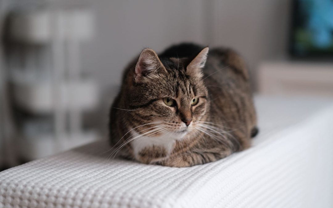 What Does It Mean When a Cat Loafs?