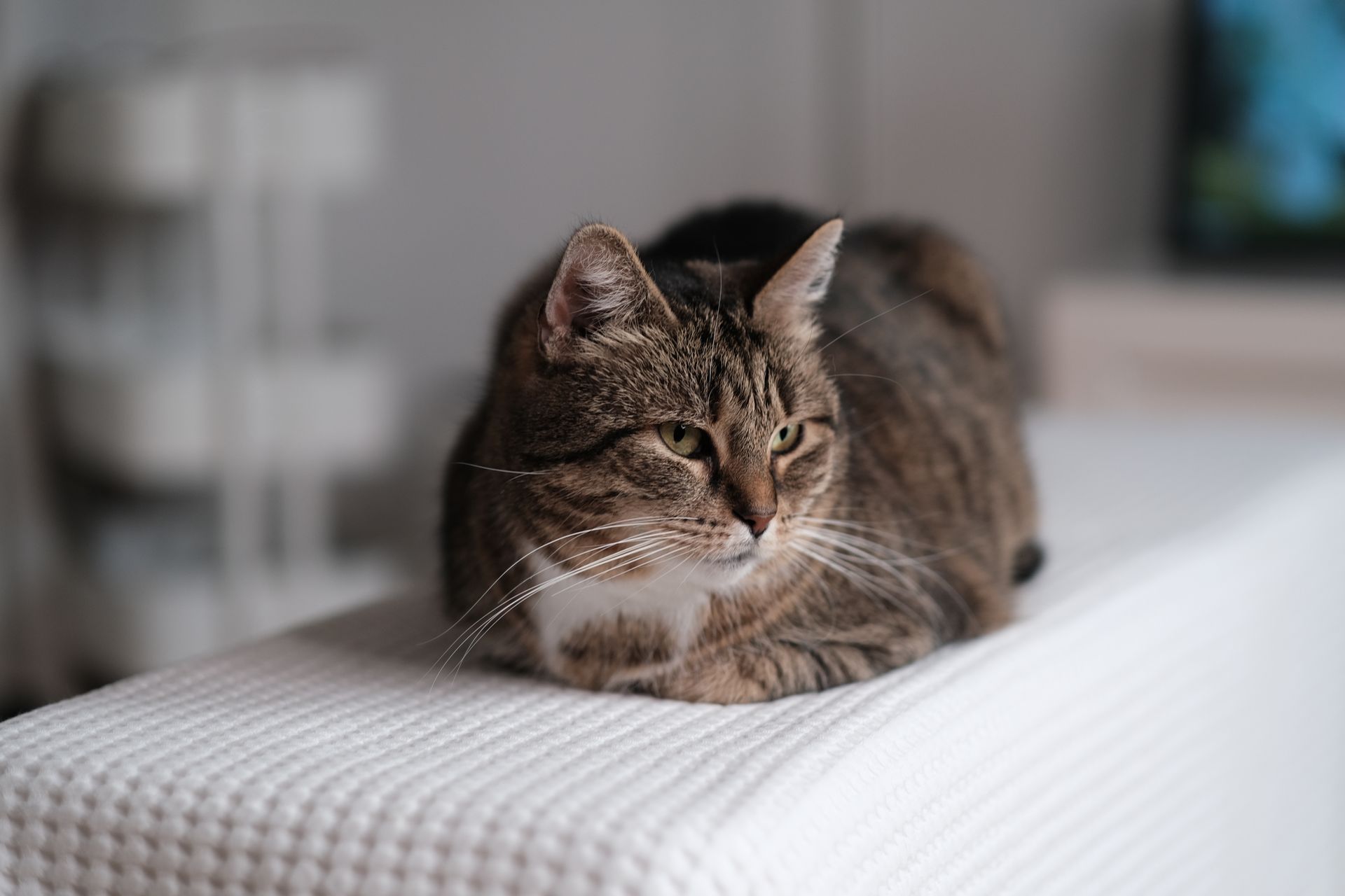 Cat Loafs Cat Loafs