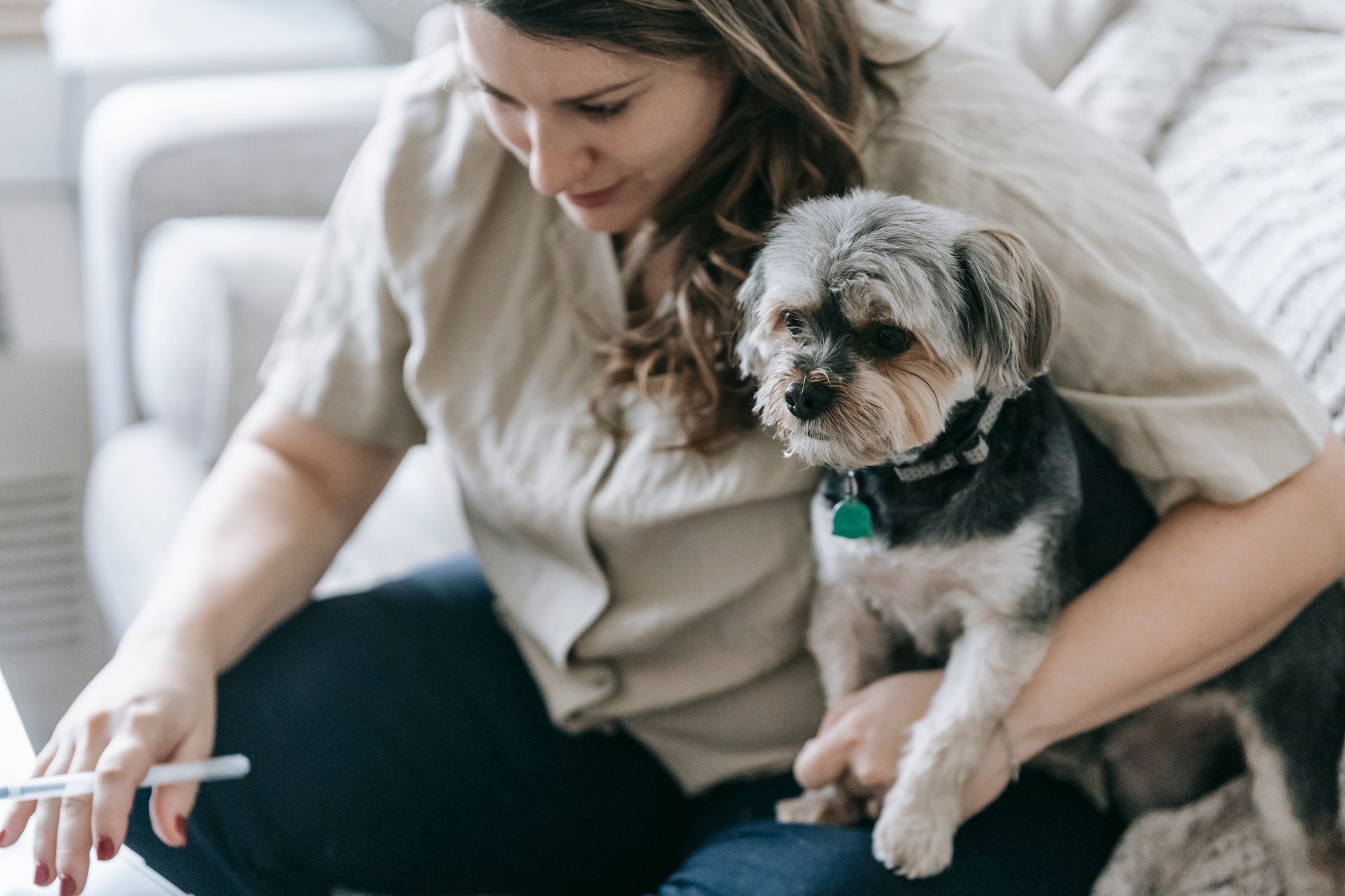 pet insurance pet insurance