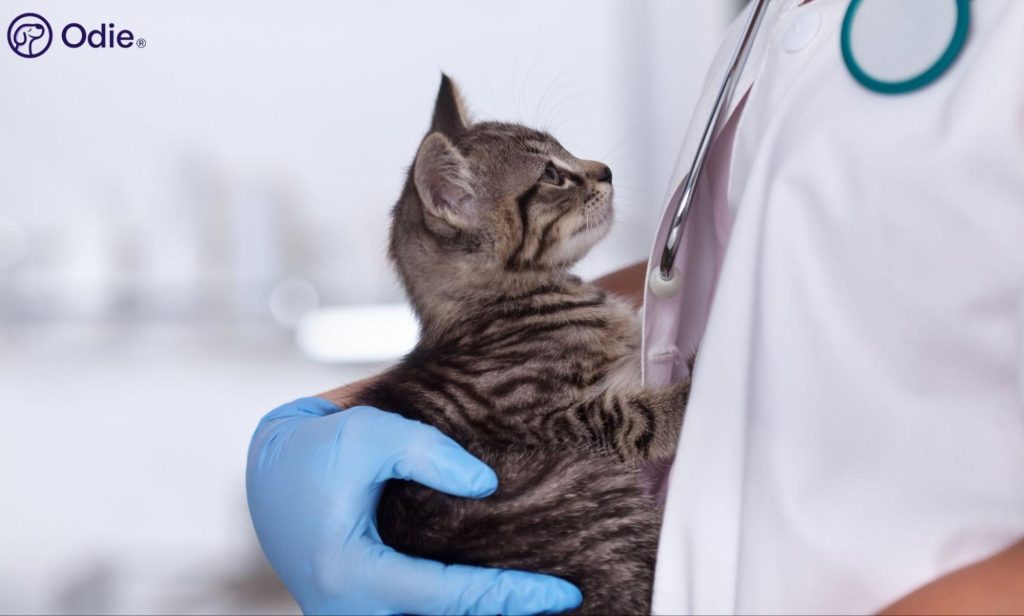 Cat Vaccine