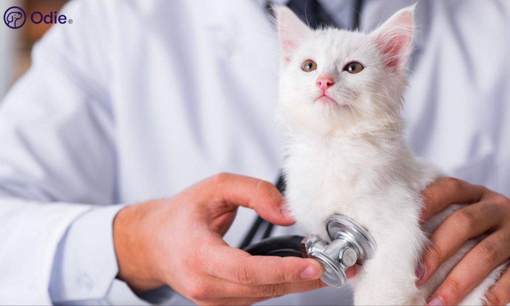 Cat Vaccine