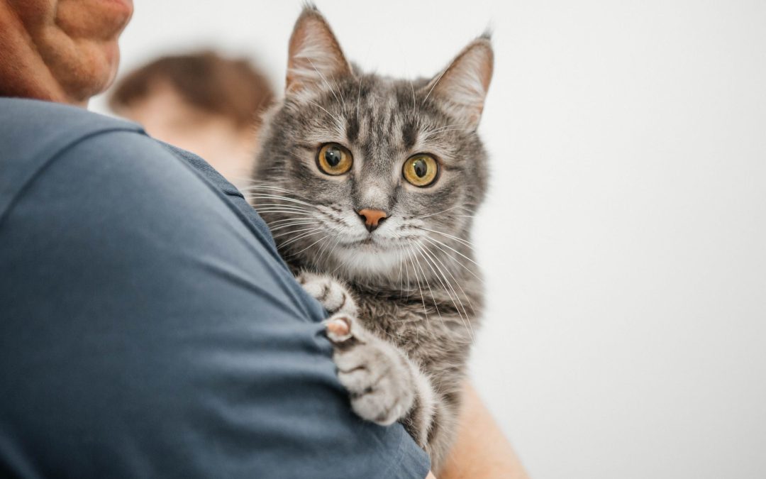 Roadmap to Vaccines for Cats