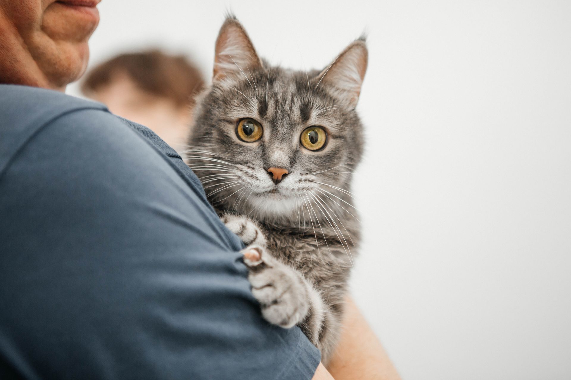 cat vaccines cat vaccines